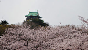 大阪城のきれいな桜