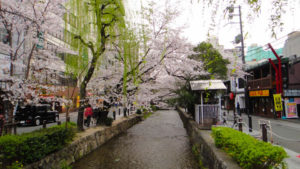 京都の春の桜