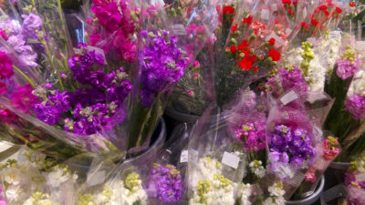 Beautiful flowers in Wakayama