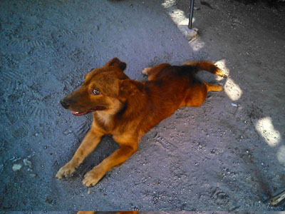 フィリピンのアンへレスの飼い犬