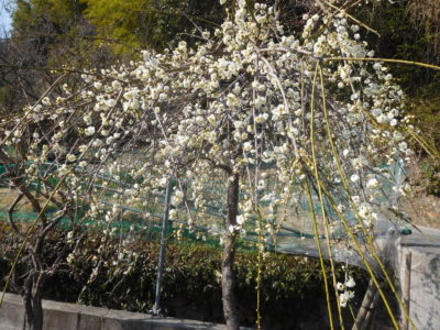 大阪泉南市の金熊寺梅林の梅の花