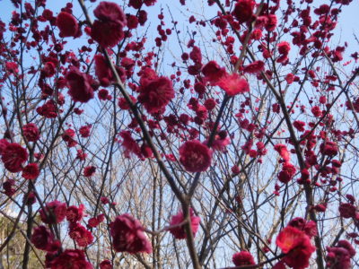 和歌山城の梅の花